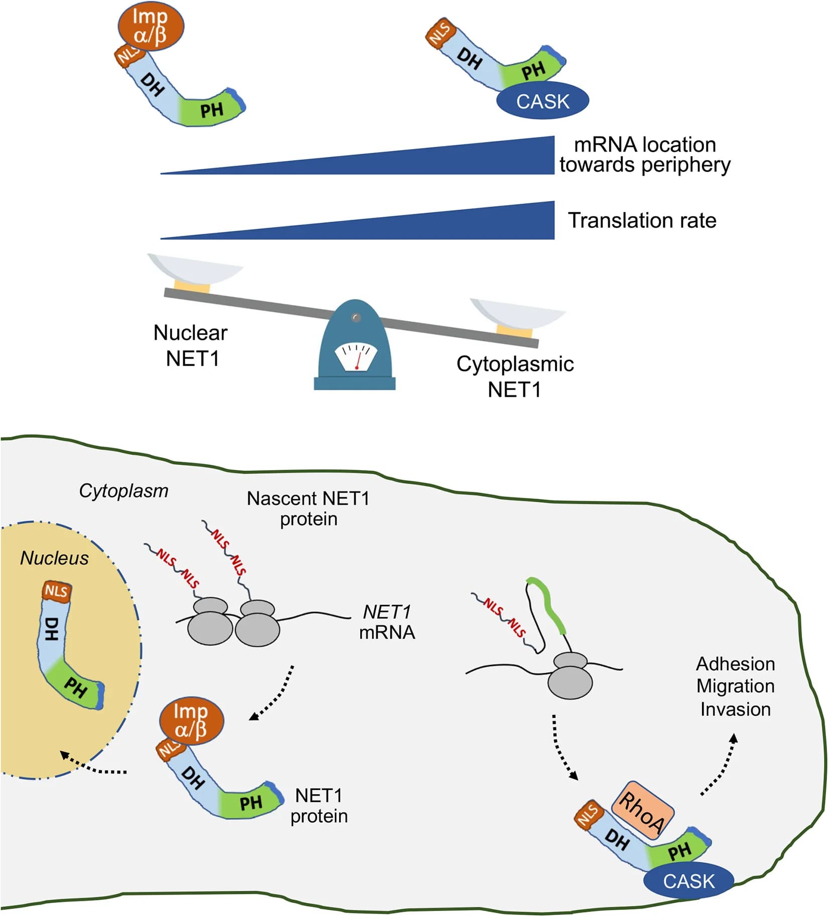 Open access visualization of Workflow, Illustration, NET1, Importins, CASK
