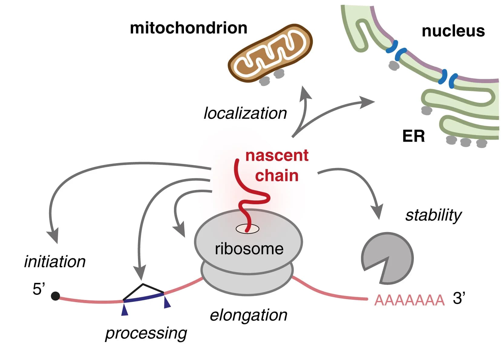 Open access visualization of Workflow, Illustration, Nascent protein chain, Ribosome, mRNA