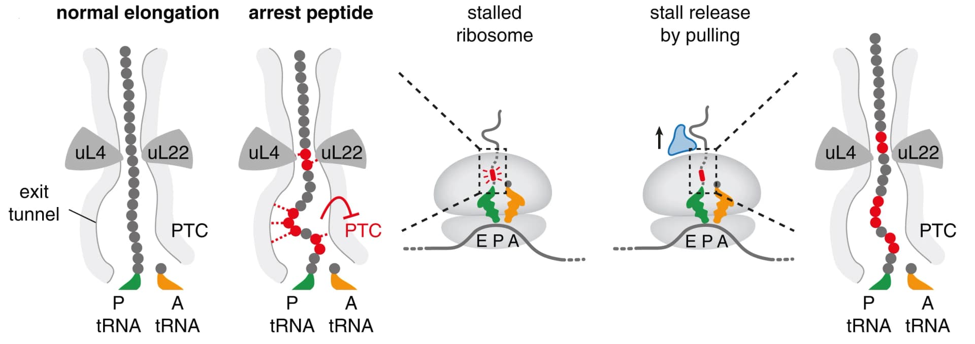 Open access visualization of Workflow, Illustration, Translation Elongation, Ribosome Exit Tunnel, Arrest Peptides