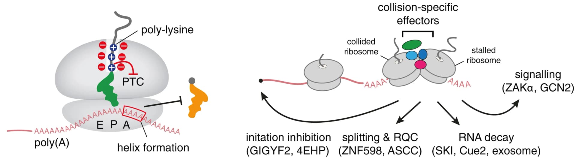 Open access visualization of Workflow, Flowchart, Illustration, Ribosome Stalling, Poly(A) Tail