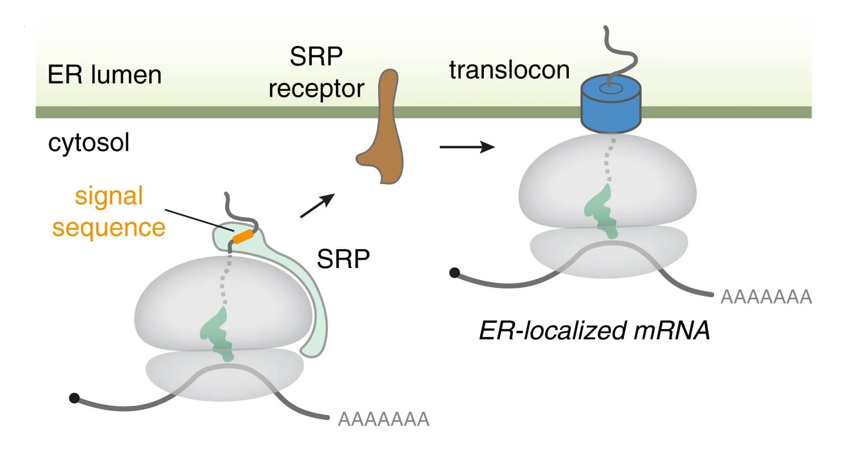 Open access visualization of Workflow, Illustration, Signal Sequence, SRP, Ribosome