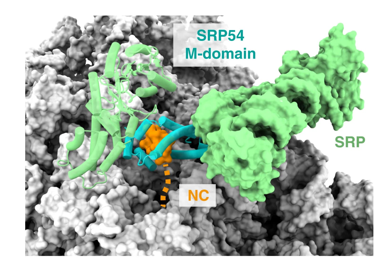 Open access visualization of Protein Structure, SRP54 M-domain, Signal Sequences, Ribosome, PDB:3JAJ