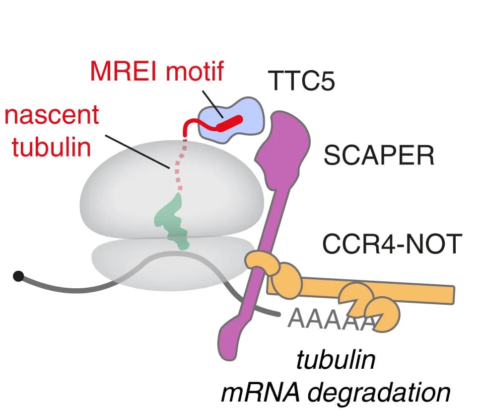 Open access visualization of Illustration, Workflow, Tubulin Autoregulation, mRNA Degradation, TTC5