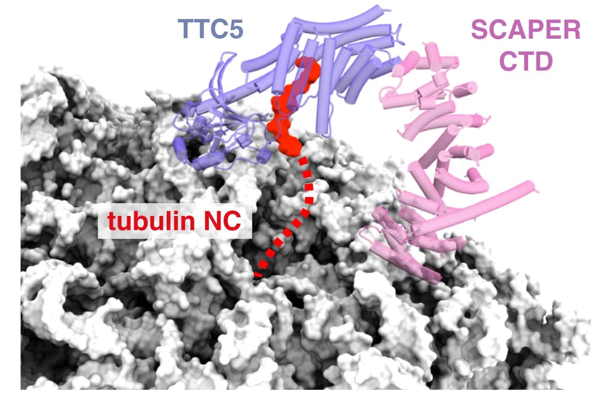 Open access visualization of Protein Structure, TTC5, Ribosome, Tubulin Nascent Chain, SCAPER