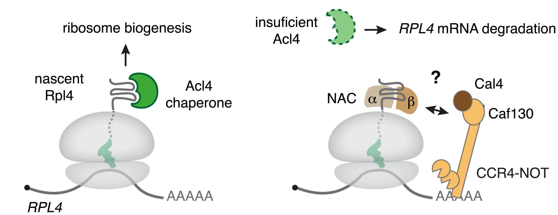 Open access visualization of Workflow, Illustration, Saccharomyces cerevisiae, Autoregulation pathway, RPL4 mRNA