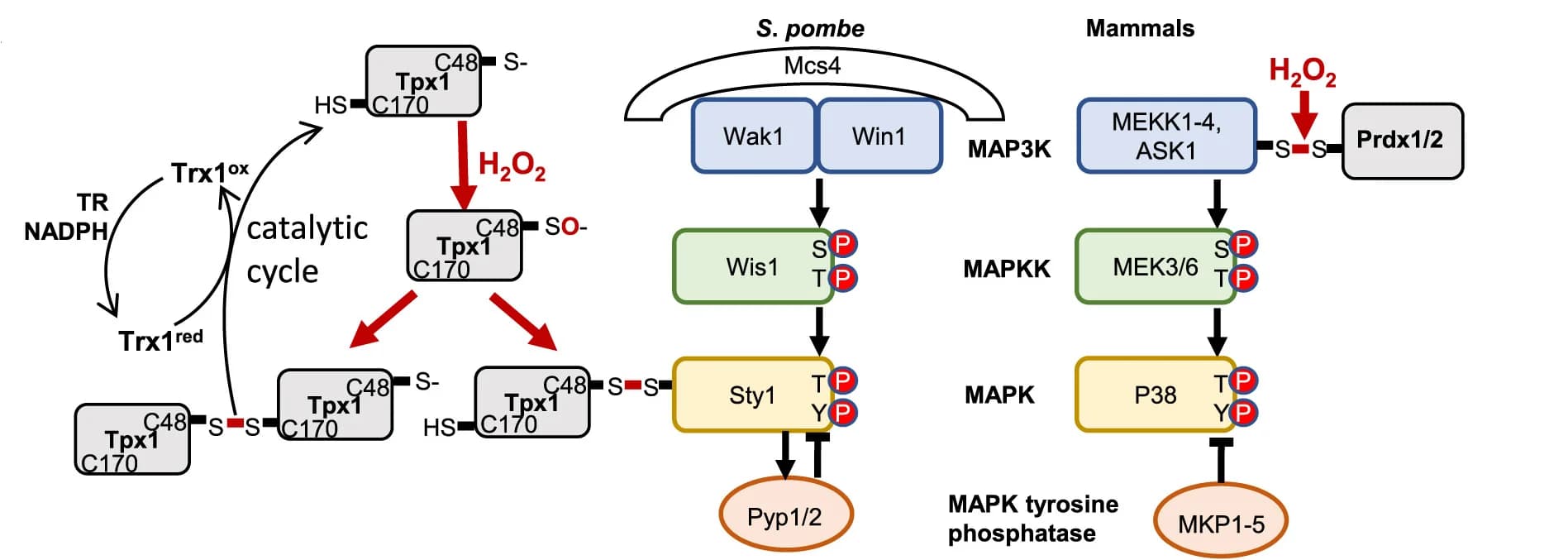 Open access visualization of Workflow, Flowchart, Catalytic Cycle, Peroxiredoxin, Thioredoxin