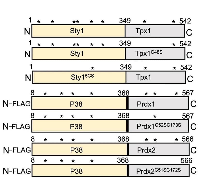 Open access visualization of Illustration, Fusion Protein, MAPK, Peroxiredoxin, Cysteines
