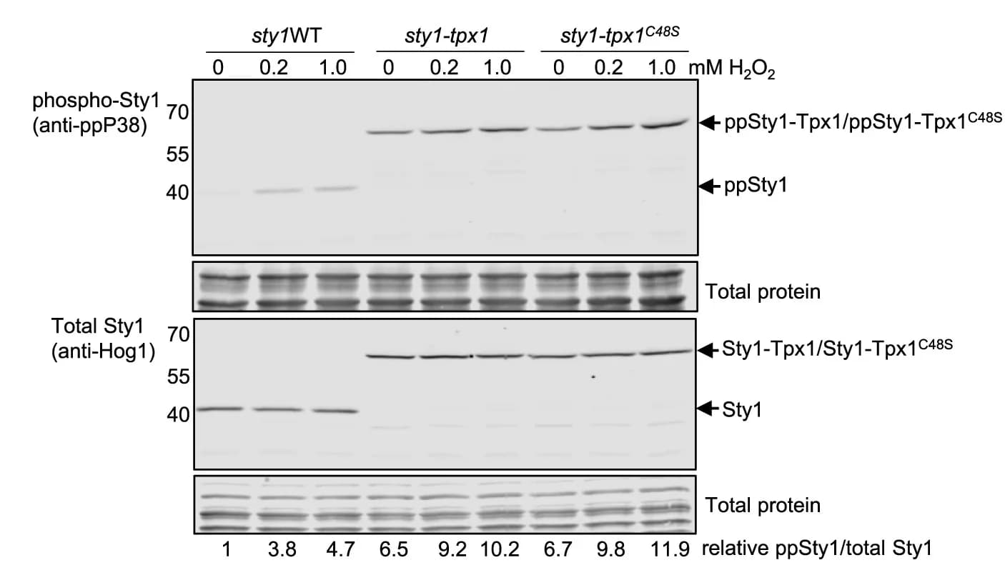 Open access visualization of Gel, Immunoblot Analysis, Cell Expression, H2O2, Antibodies