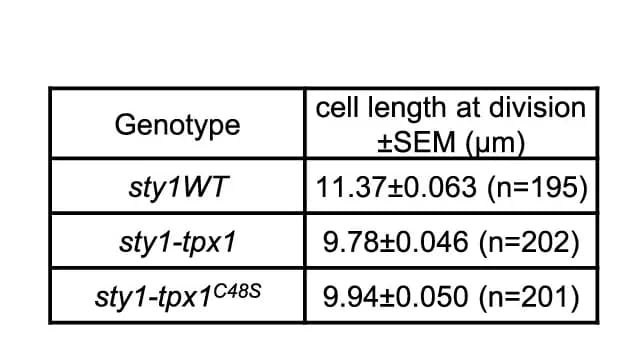 Open access visualization of Table Image, Cell Length, Septating Cells, Statistical Analysis, t test