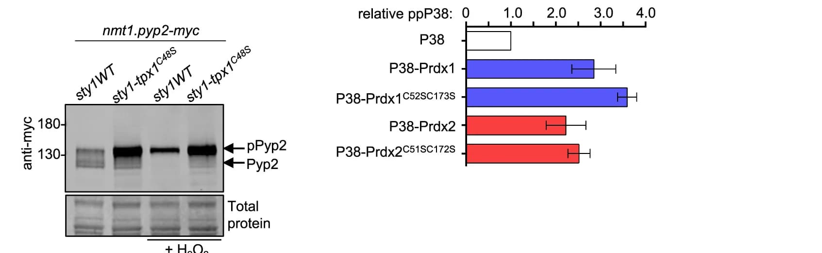 Open access visualization of Bar Plot, Error Bars, Gel, Immunoblotting Analysis, Cell Expression