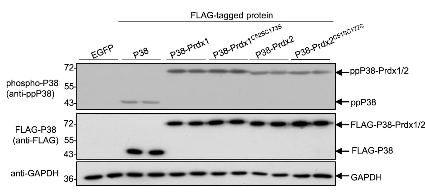 Open access visualization of Gel, Phosphorylation, HEK-293T Cells, Fusion Proteins, GFP