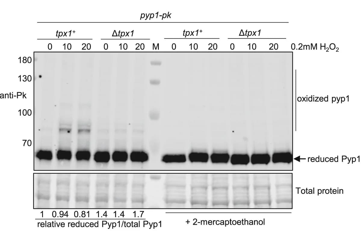 Open access visualization of Gel, Immunoblot Analysis, Pyp1 Oxidation State, Pk-Tagged Pyp1, Anti-Pk Antibodies