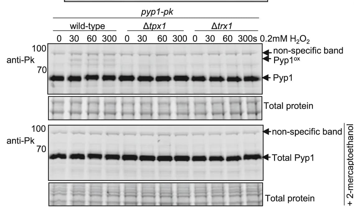 Open access visualization of Gel, Wild-Type Cells, Tpx1 Cells, Trx1 Cells, H2O2