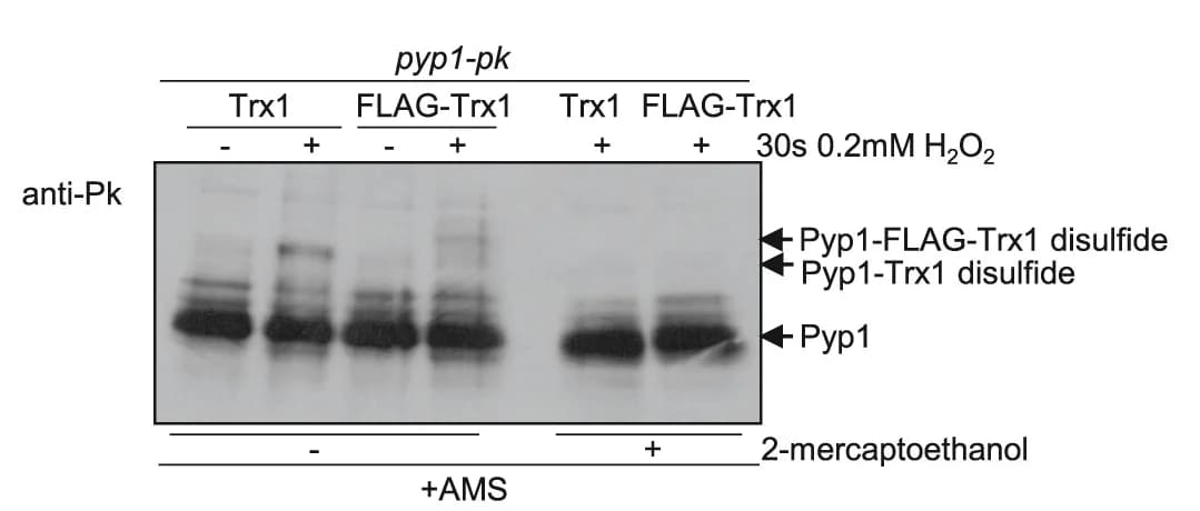 Open access visualization of Gel, Wild-Type Trx1, FLAG-Tagged Trx1, H2O2, 2-Mercaptoethanol