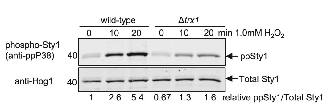 Open access visualization of Gel, Sty1 Phosphorylation, Wild-Type Cells, Trx1 Cells, H2O2