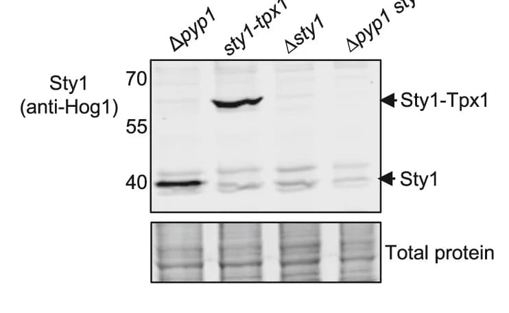 Open access visualization of Gel, Immunoblotting Analysis, Pyp1 Sty1 Cells, Sty1-Tpx1 Pyp1 Cells, Sty1 Cells