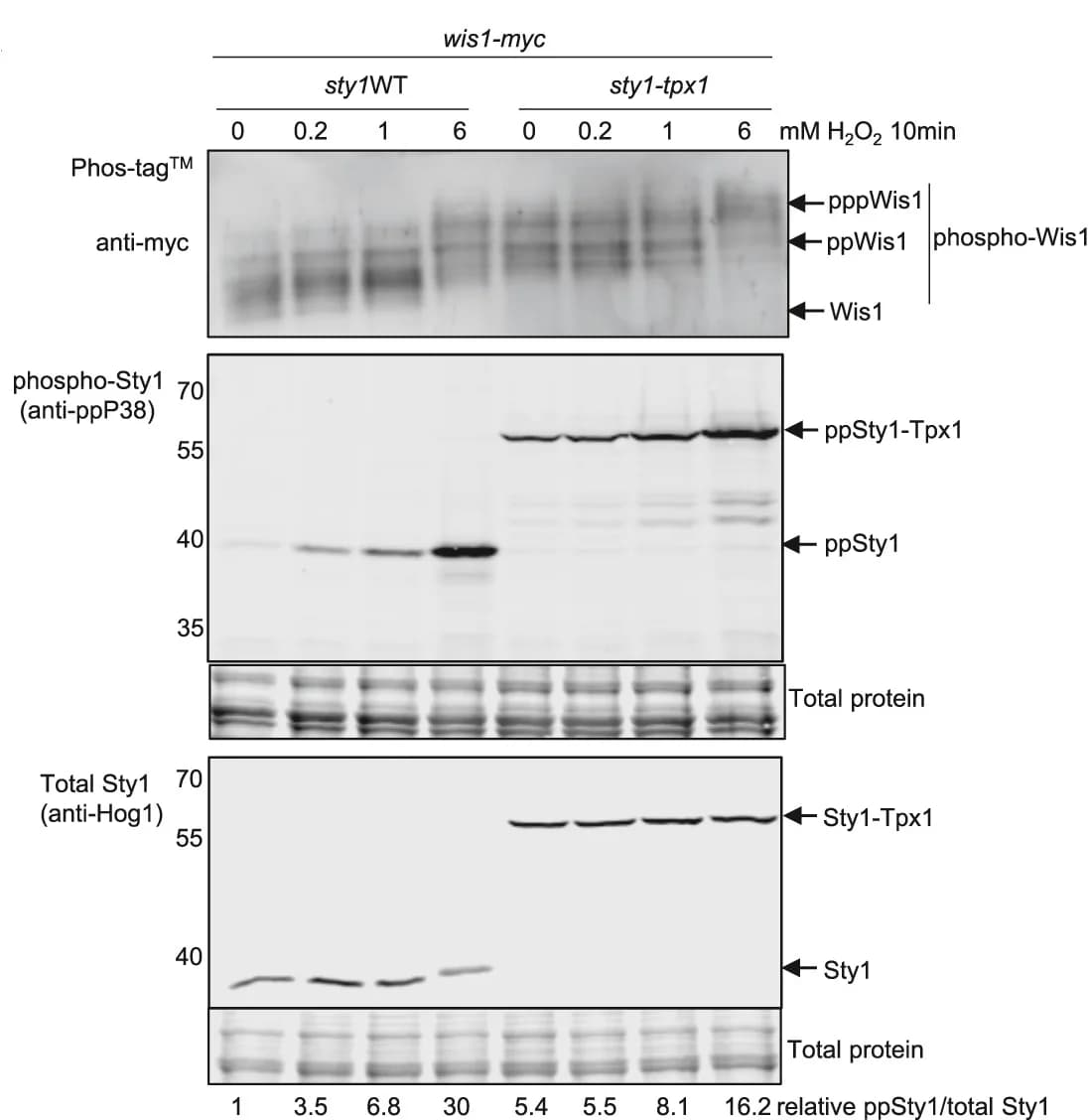Open access visualization of Gel, Immunoblotting, Wis1, Sty1, Phosphorylation