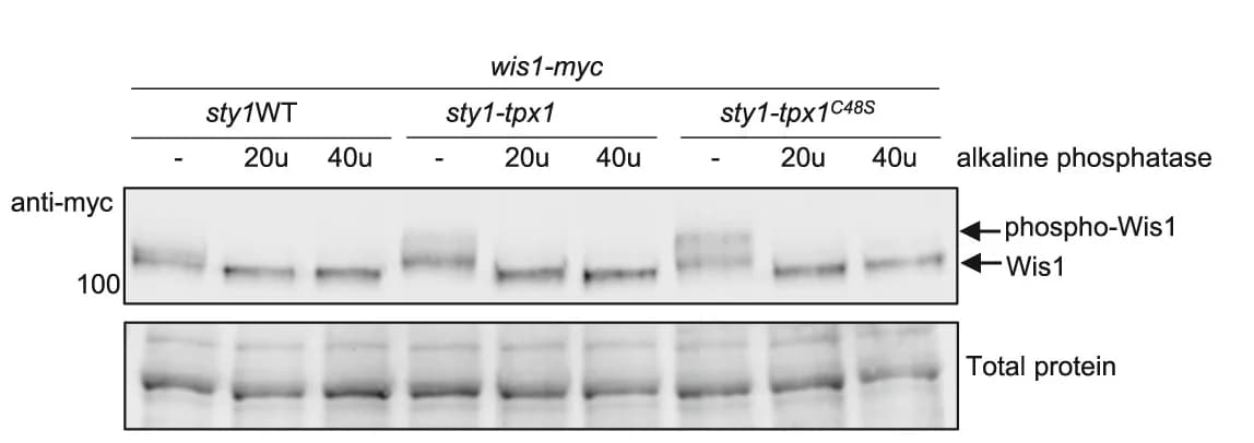 Open access visualization of Gel, Wis1, Sty1, Alkaline phosphatase, Phosphorylation