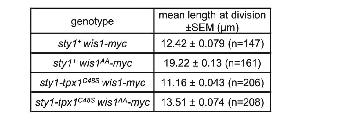 Open access visualization of Table Image, Sty1-Tpx1 Fusion, MAP3K, Phosphorylation, Septating Cells