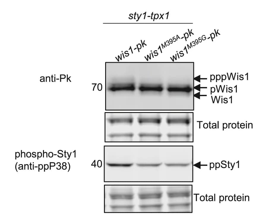 Open access visualization of Gel, Immunoblotting, Anti-Pk antibody, Anti-ppP38 antibody, Wild-type Wis1-3pk