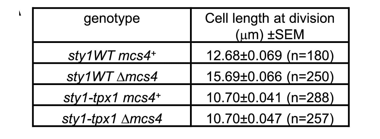 Open access visualization of Table Image, Sty1-Tpx1 fusion protein, Cell length, Wild-type cells, mcs4 cells
