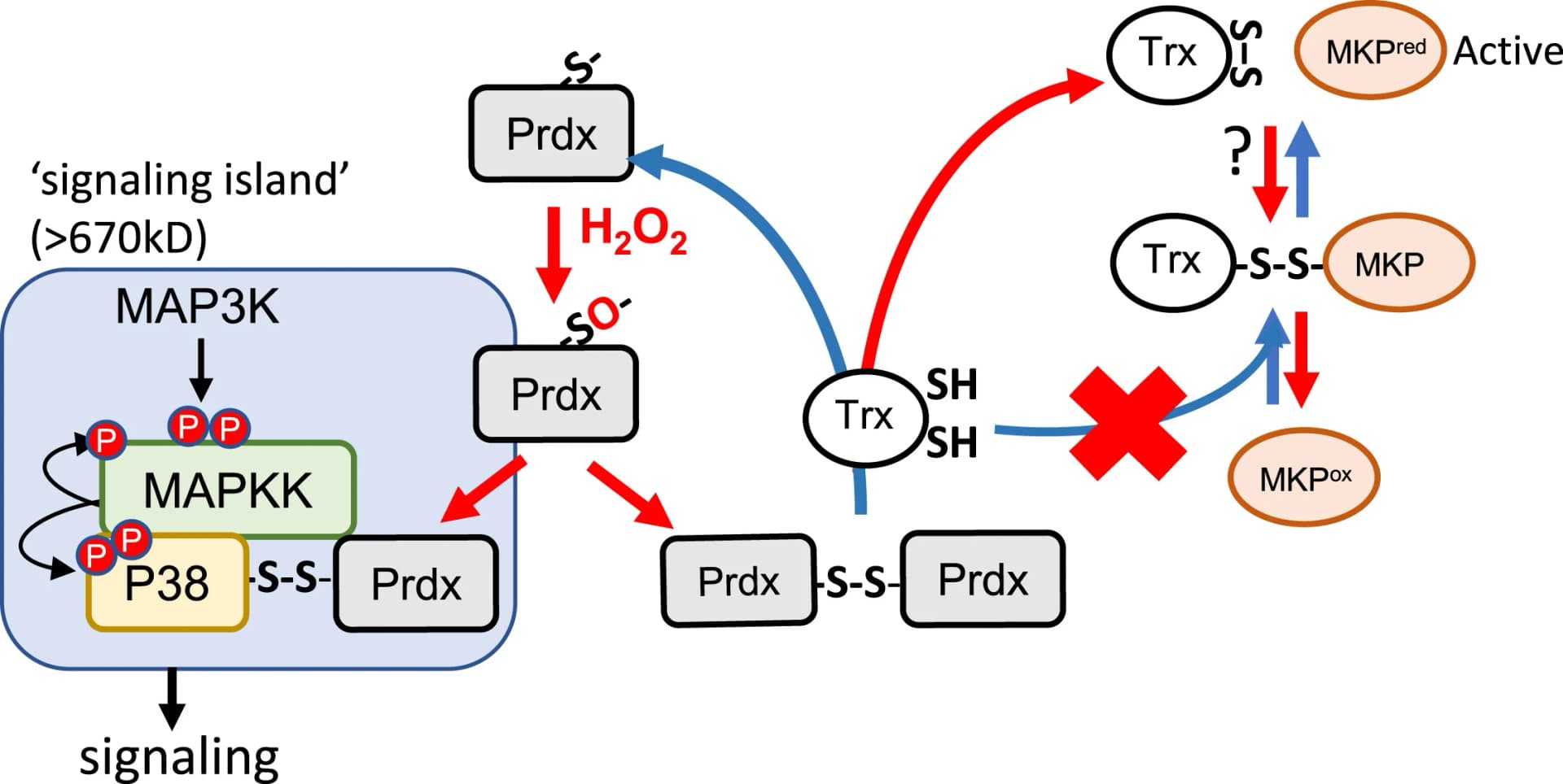 Open access visualization of Workflow, Flowchart, Illustration, Yeast, Prdx