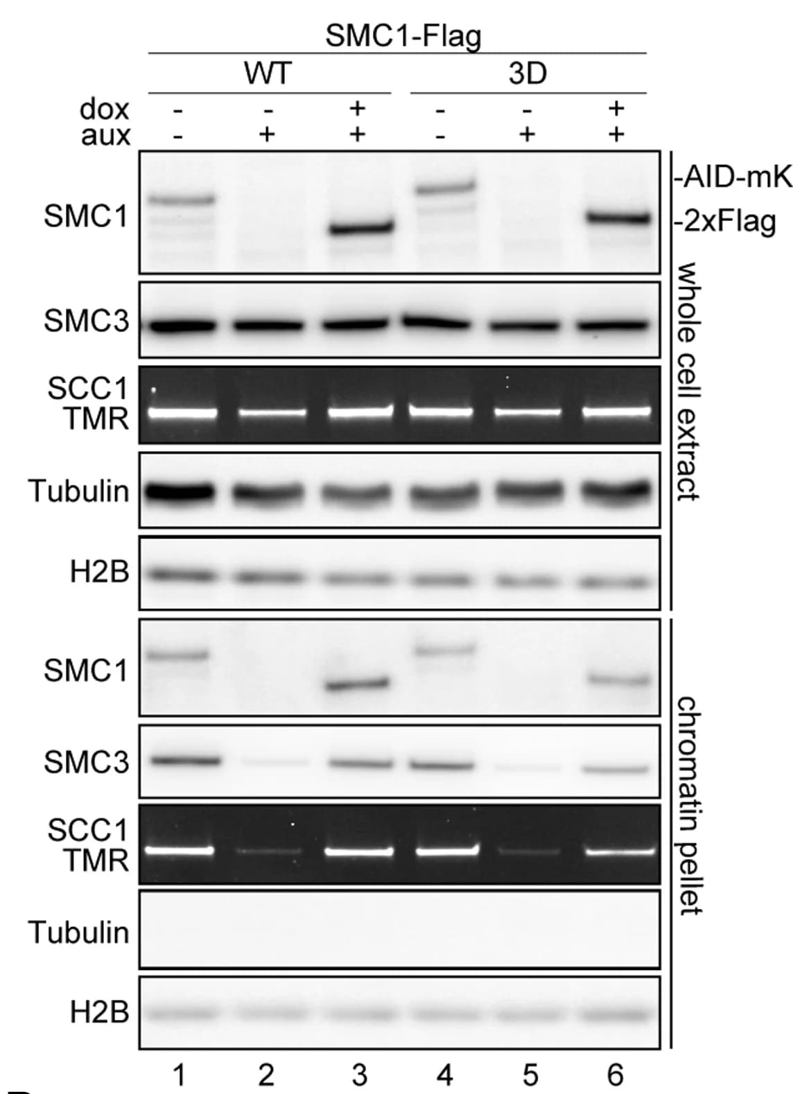 Open access visualization of Gel, Immunoblot analysis, Whole-cell extracts, Chromatin fractions, CohesinWT cells