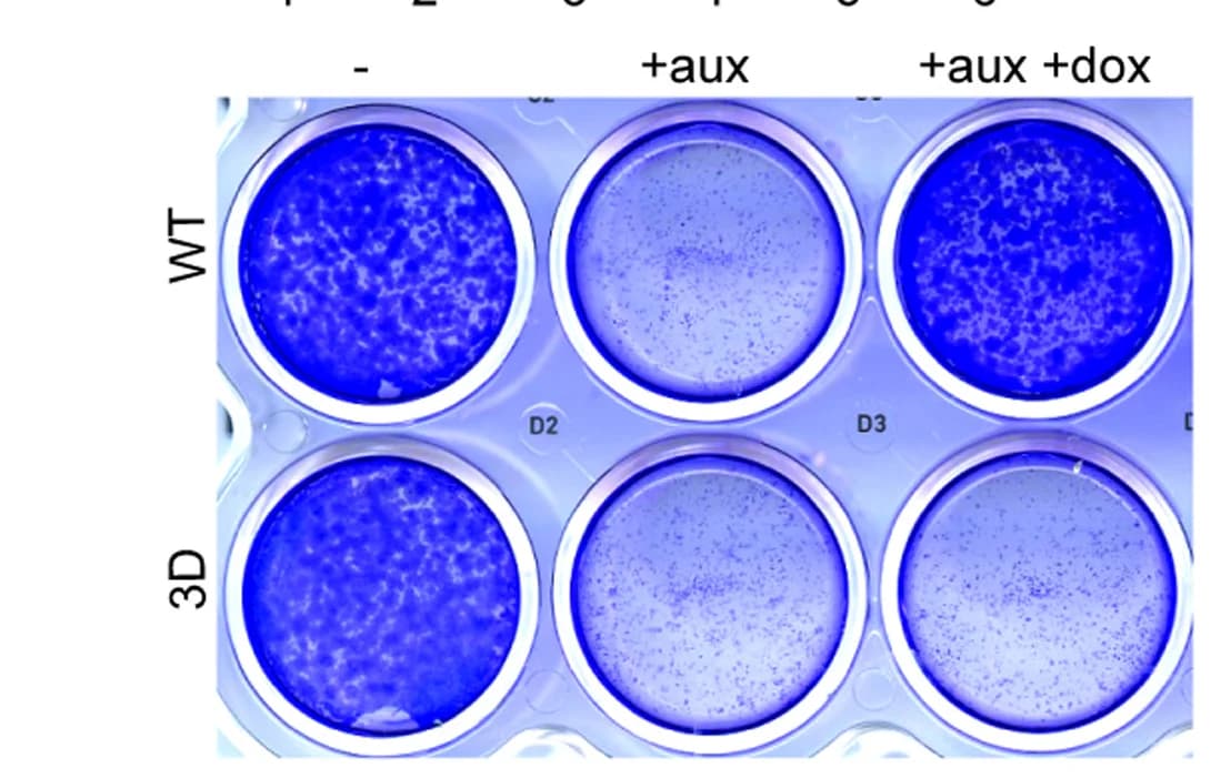 Open access visualization of Photo, Gel, Images, Plate, CohesinWT cells
