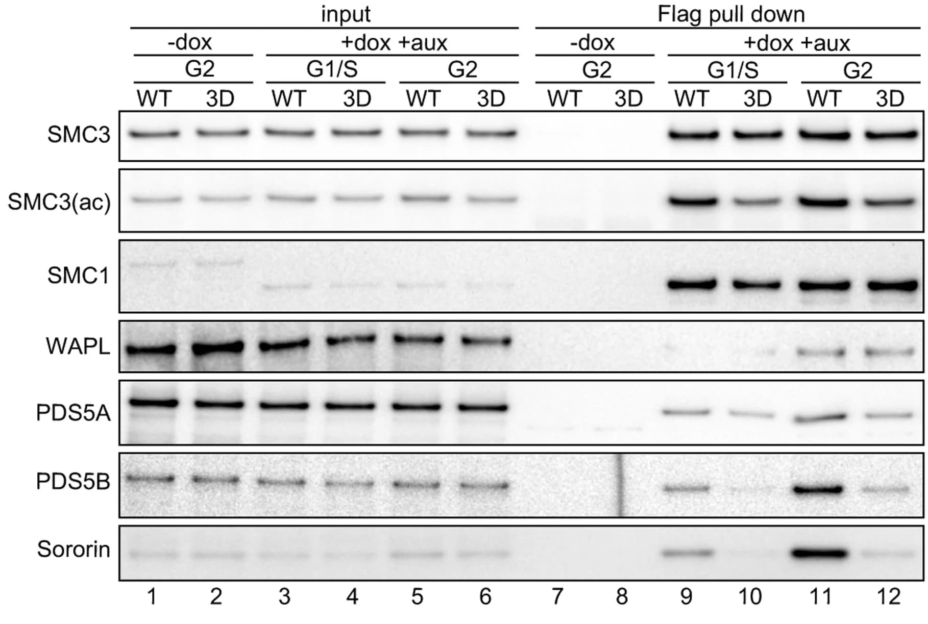 Open access visualization of Gel, Immunoblot analysis, SMC1WT immunoprecipitates, SMC13D immunoprecipitates, FLAG antibodies