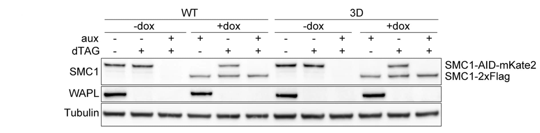 Open access visualization of Gel, Immunoblotting, Cell Extracts, Cohesin, WAPL