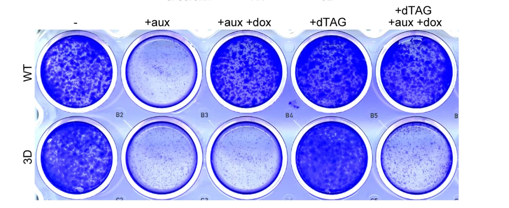 Open access visualization of Photo, Cell Viability, Crystal Violet Staining, Cohesin