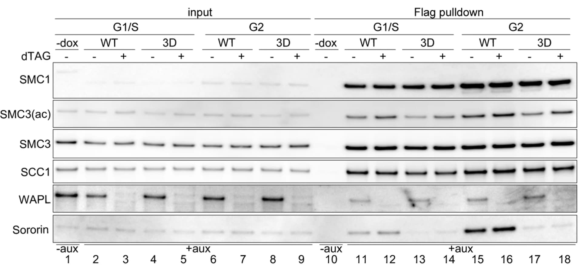 Open access visualization of Gel, Immunoblot Analysis, Immunoprecipitation, SMC1, FLAG Antibodies