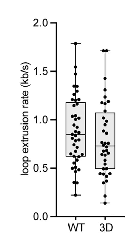 Open access visualization of Box Plot, Scatter Plot, Loop extrusion rates, Median, Quartiles