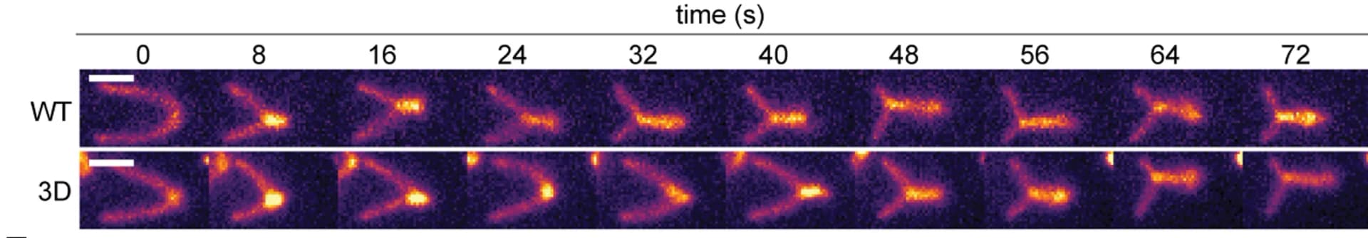 Open access visualization of Microscopy, Loop extrusion events, Cohesin, Scale bars