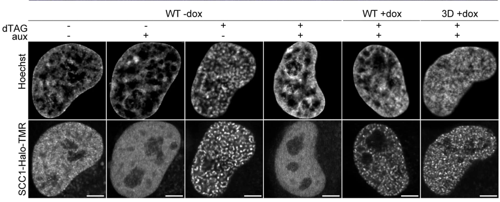 Open access visualization of Microscopy, Live cell images, SCC1-HaloTMR, WAPL depletion, DNA staining