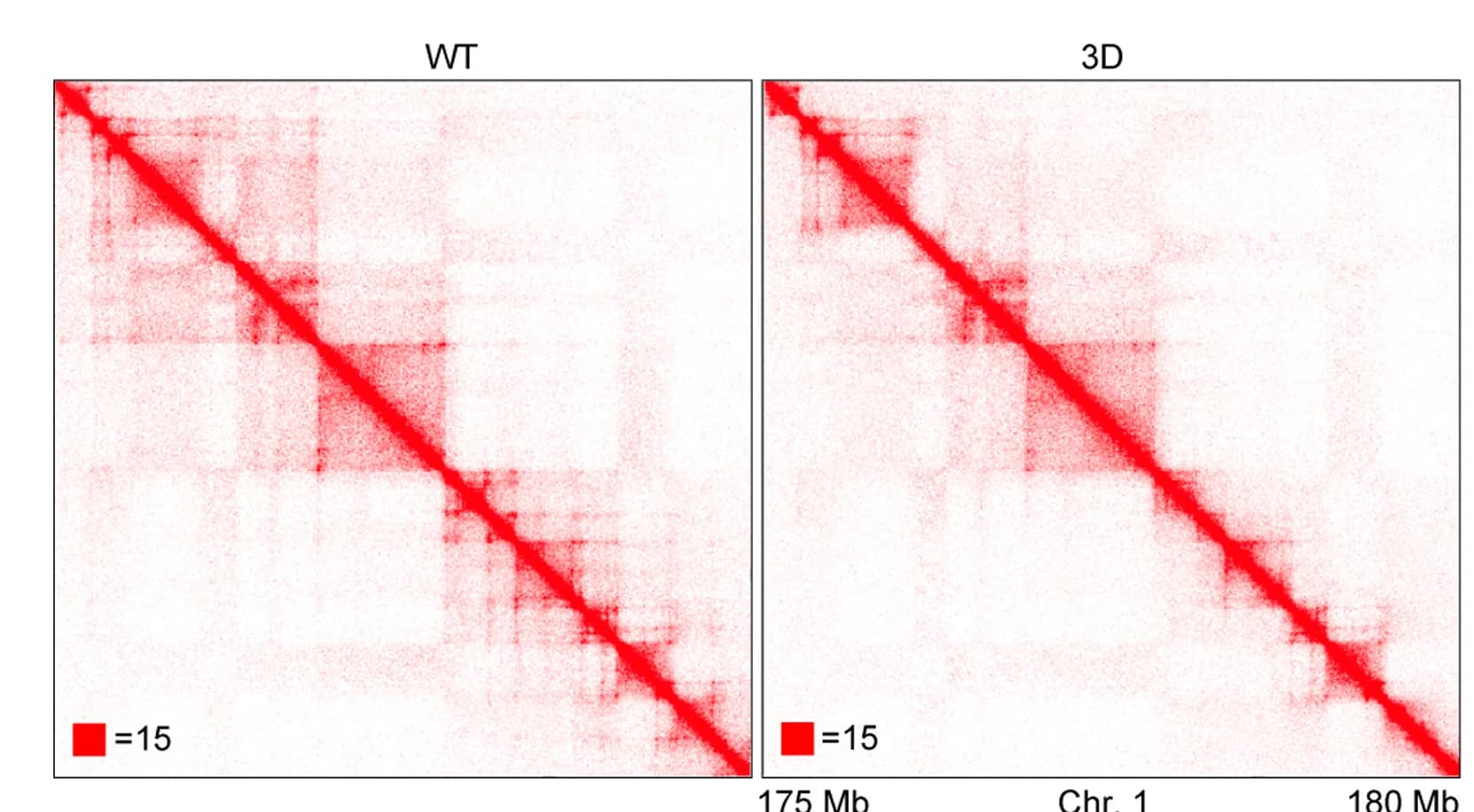 Open access visualization of Heatmap, Hi-C Contact Matrices, Chromosome 1, CohesinWT, Cohesin3D