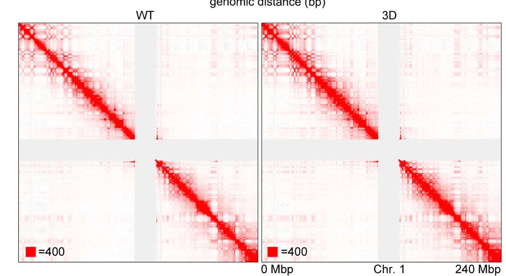 Open access visualization of Heatmap, Hi-C Contact Matrices, Chromosome 1
