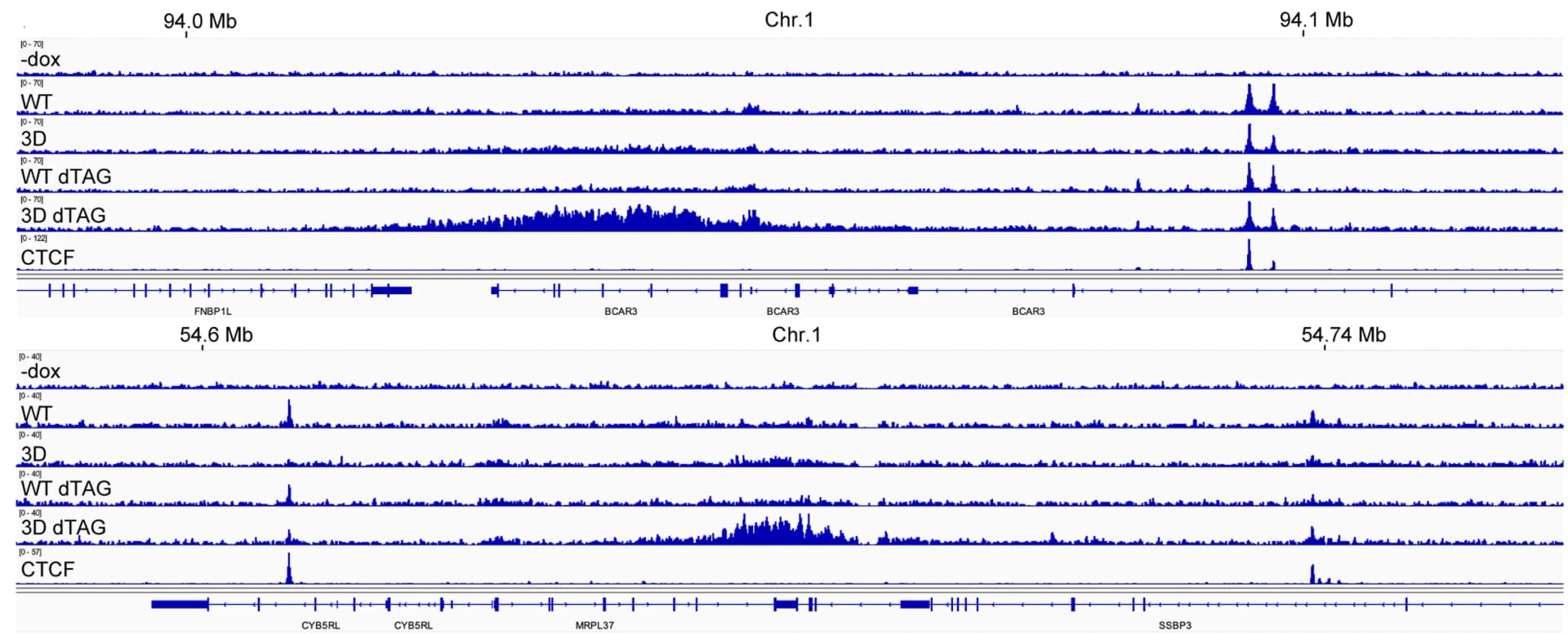 Open access visualization of Line Plot, ChIP-seq, SMC1WT, SMC13D, FLAG Antibodies