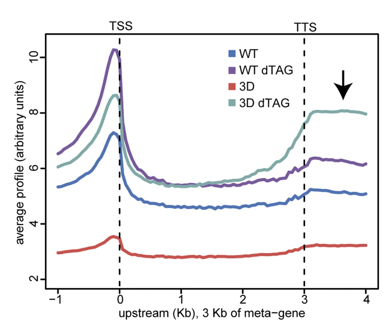 Open access visualization of Line Plot, Meta-gene analysis, ChIP-seq, SMC1WT, SMC13D