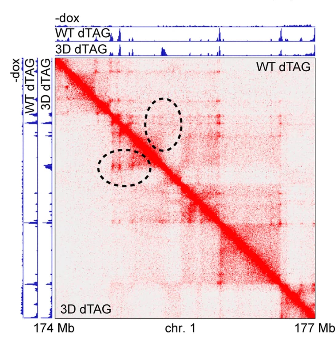 Open access visualization of Heatmap, Line Plot, Hi-C Matrices, ChIP-seq, Chromosome 1