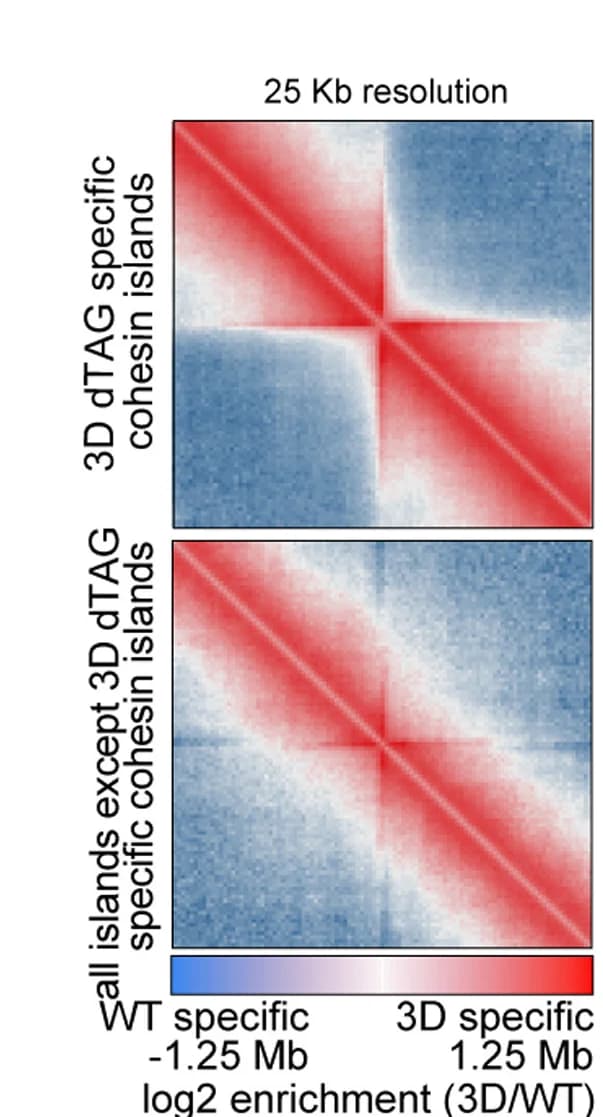 Open access visualization of Heatmap, Aggregation Peak Analysis, Chromosomal Contacts, Cohesin Islands, WAPL-depleted