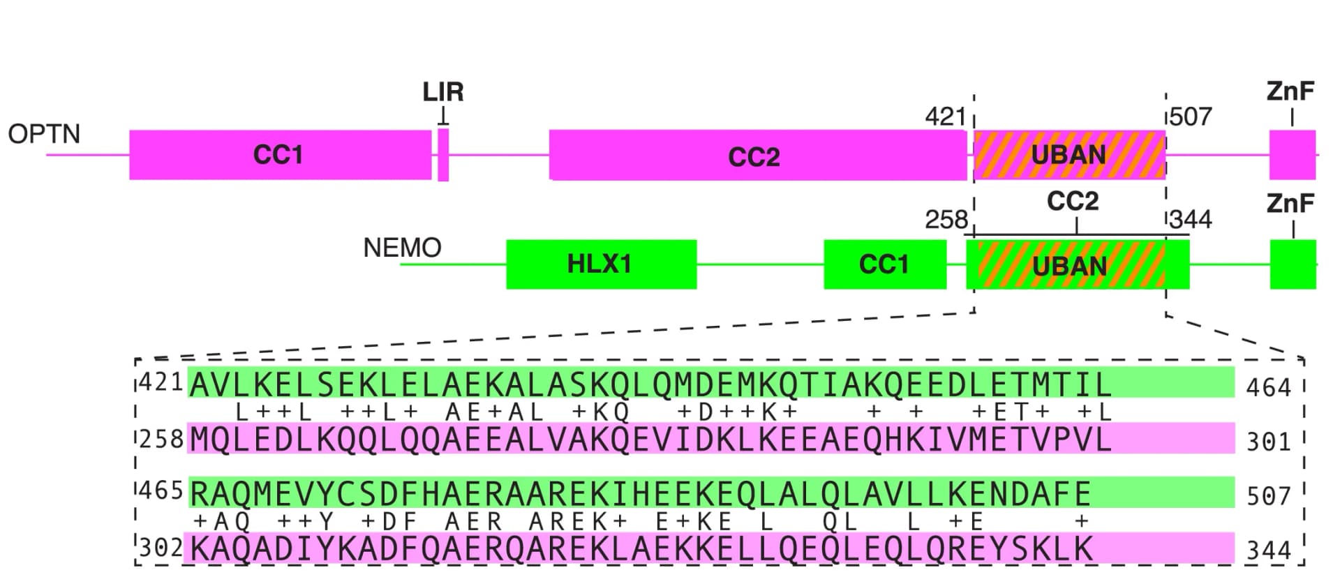 Open access visualization of Workflow, Illustration, OPTN, NEMO, UBAN domain
