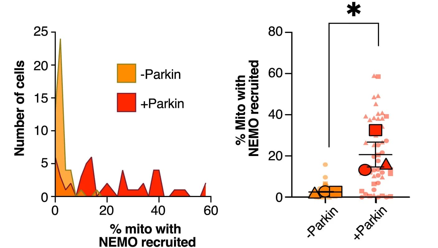 Open access visualization of Line Plot, Scatter Plot, Error Bars, NEMO-positive mitochondria, Welch’s t test