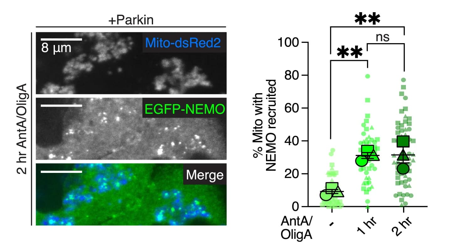 Open access visualization of Microscopy, Scatter Plot, HeLa Cells, EGFP-NEMO, Mito-dsRed2
