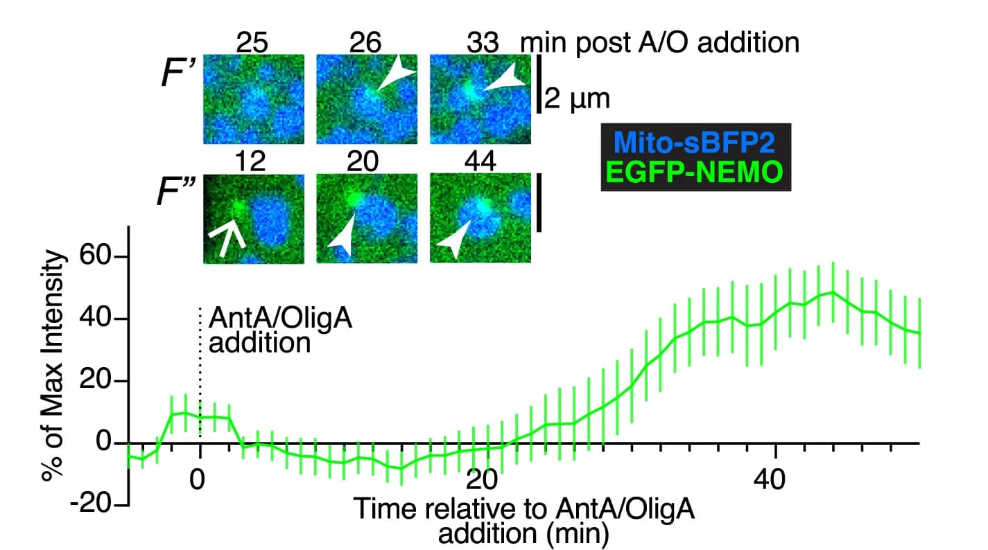 Open access visualization of Line Plot, Error Bars, Microscopy, HeLa Cells, Mito-sBFP2