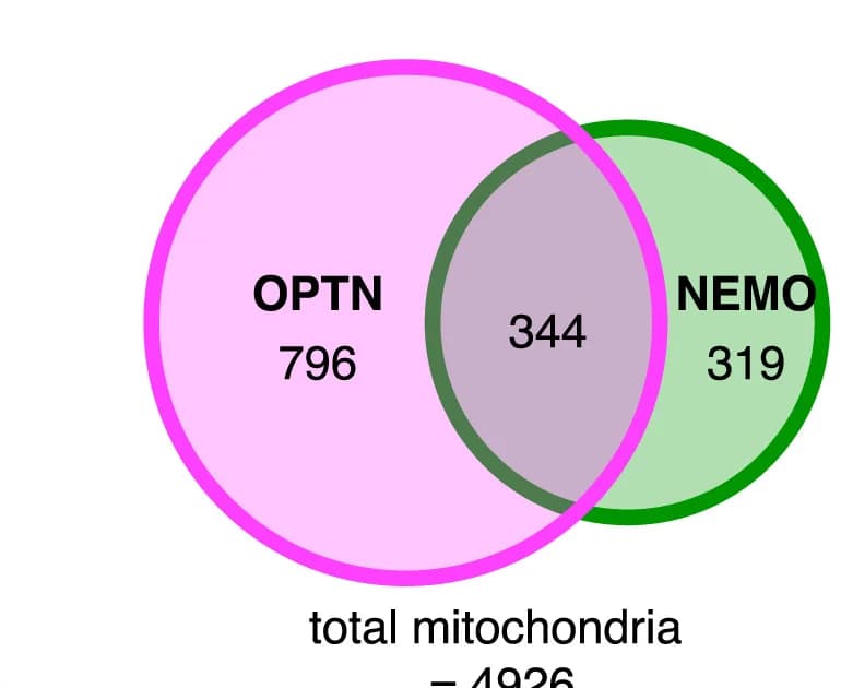 Open access visualization of Venn Diagram, Euler Diagram, Mitochondria, OPTN, NEMO