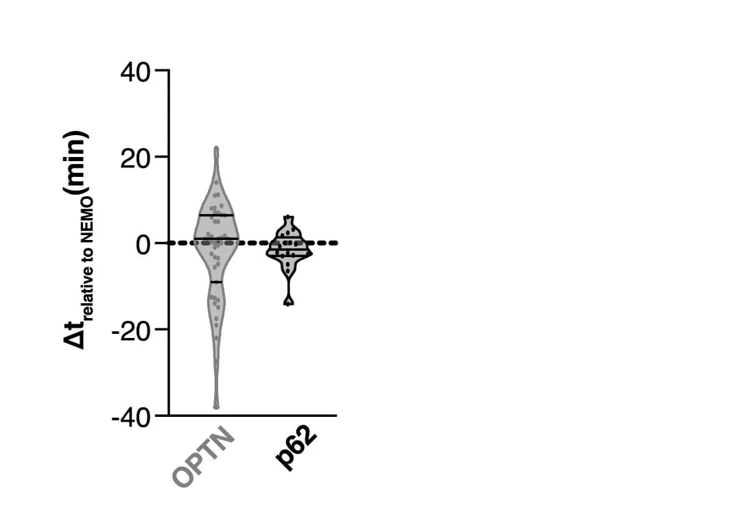 Open access visualization of Violin Plot, Recruitment Events, NEMO, OPTN, p62