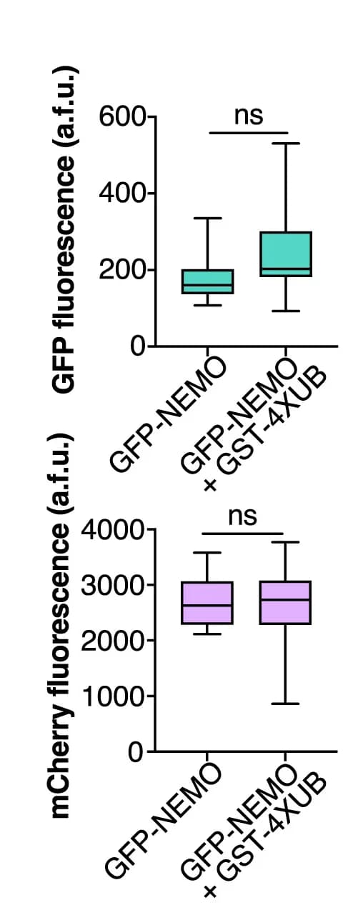 Open access visualization of Box Plot, GFP, mCherry, Fluorescence, Signal Intensities