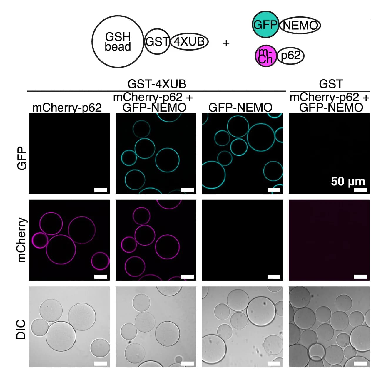 Open access visualization of Microscopy, Microscopy-based pull-down, GFP-NEMO, mCherry-p62, GST-4XUB
