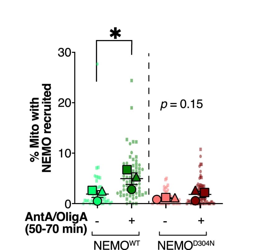 Open access visualization of Scatter Plot, Mitochondria, NEMO Recruitment, Welch's t test